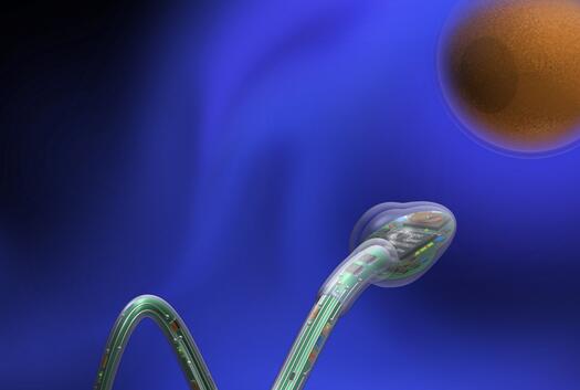 Image of a sperm (c) caesar