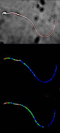 The novel biosensor within the flagellum of mouse sperm.</b> Above, an image of a single mouse sperm acquired with a light microscope is shown. Within this image, the flagellum is marked red. The middle image displays a normal and the lower image an increased cAMP concentration along the flagellum. Whereby blue corresponds to a low and red to a high cAMP concentration. A comparison of the two images demonstrates: cAMP concentration changes differ significantly in different areas of the flagellum.